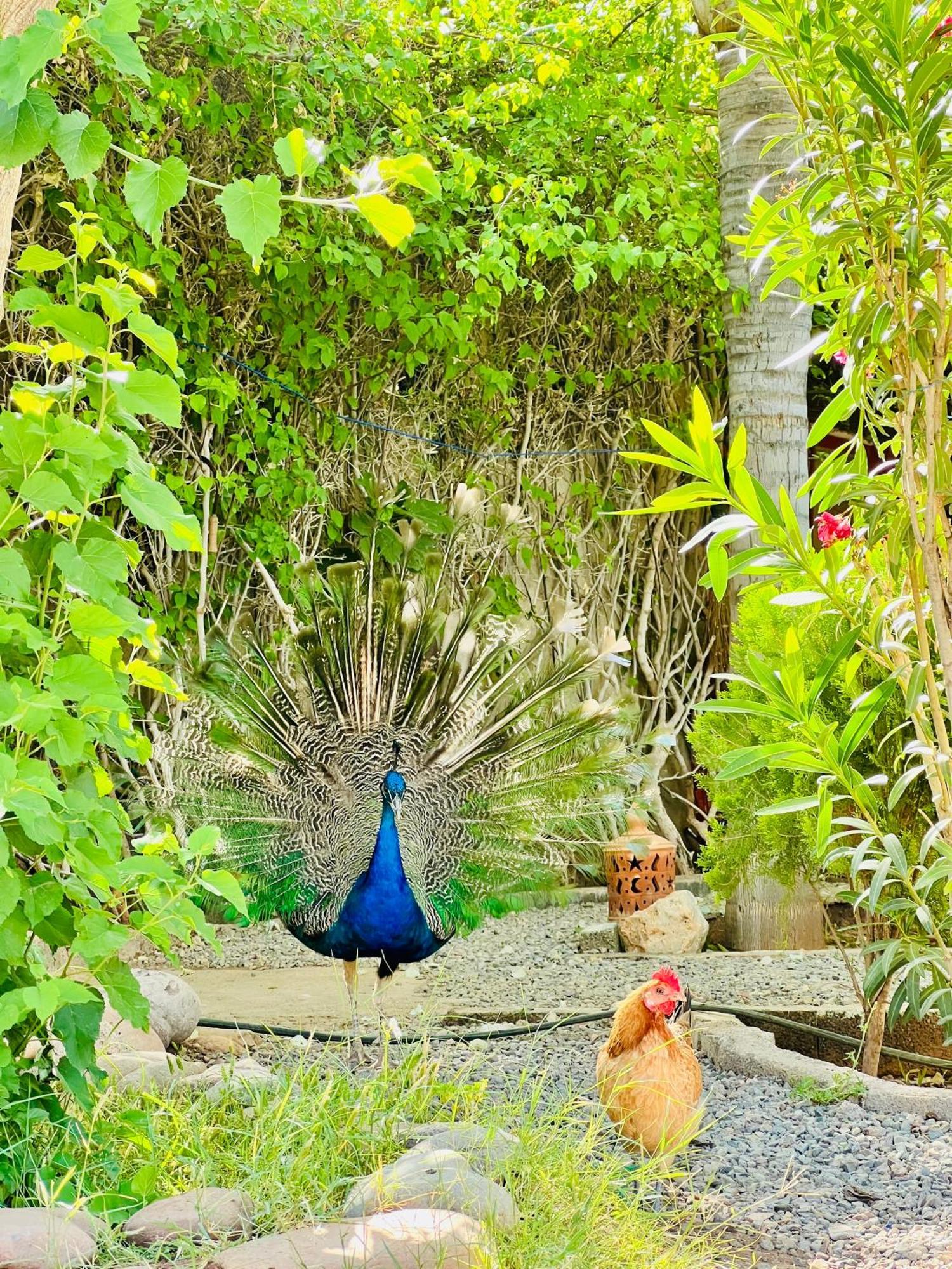 Villa Baddi Marrakech Lagouassem Esterno foto